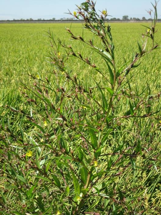 winged primrose willow