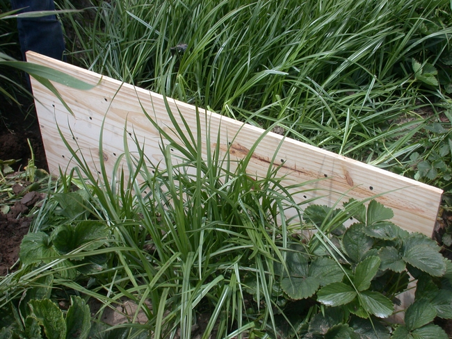 Board placement in strawberry bed