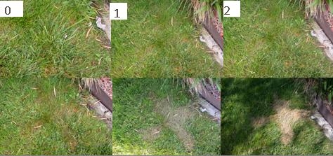 Figure 1. Effect of Bioganic herbicide on grass growth 1, 2, 14, 24, and 72 hours after application. However, the grass recovered in about 2 weeks.