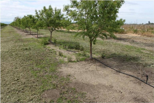 Residual herbicides in almond UCD Hanson