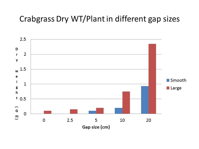 Crabgrass Dry WT/Plant in different gap sizes
