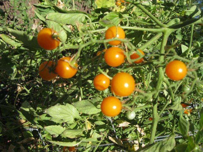 orange-yellow cherry tomatoes on the vine