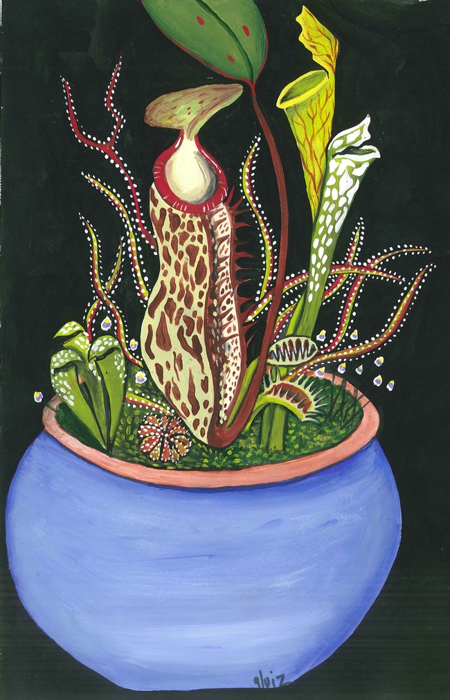 colorful drawing of carnivorous plants depicted as pitcher plant, Venus flytrap, sundew
