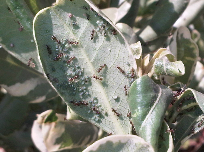 bluish aphids are being tended to by ants who feed on their excrement, called honeydew