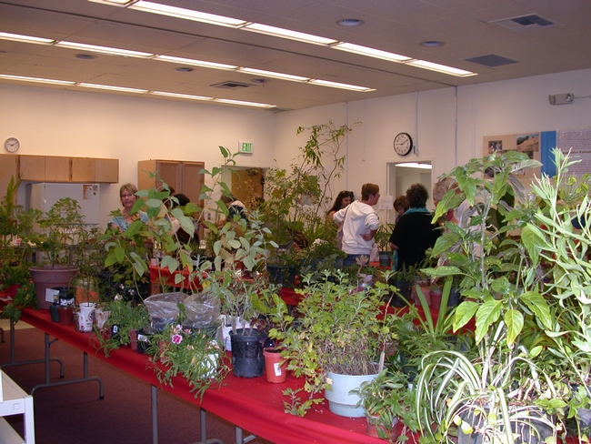People looking at a variety of plants to take home.