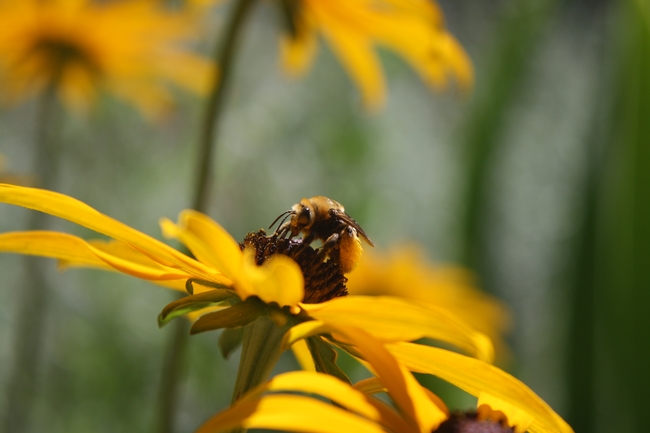 male bee on top of a flower called Black eyed Susan.