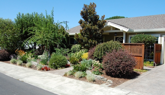This sunny Vacaville front yard is chock-a-block full of thriving zone-appropriate plantings — including tomatoes — but skips the turf.