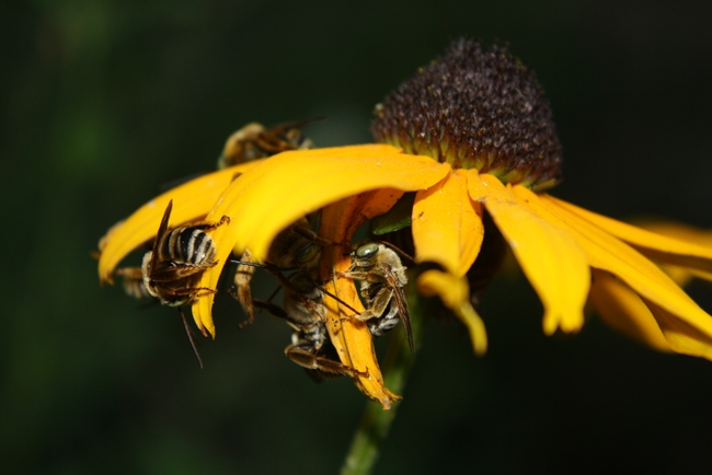 bees clinging to the underside of a flower