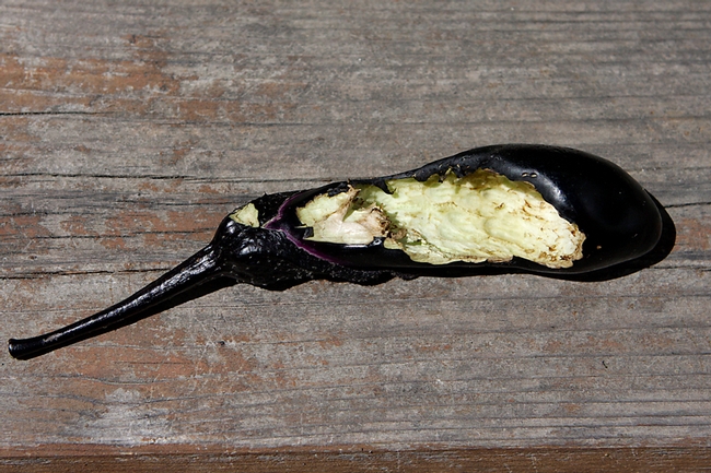 purple eggplant nibbled on by rats, showing damage of the nibbling