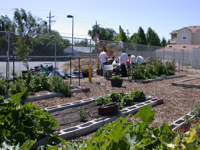 young men in a detention center taking a break from working in the garden. in the foreground there are vegetables and berry vines.