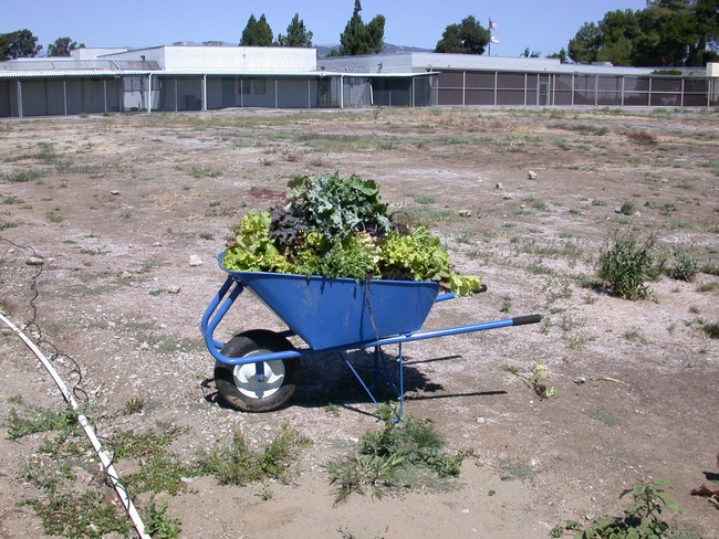 blue wheelbarrow full of fruits and vegetables harvested from the New Foundations garden.