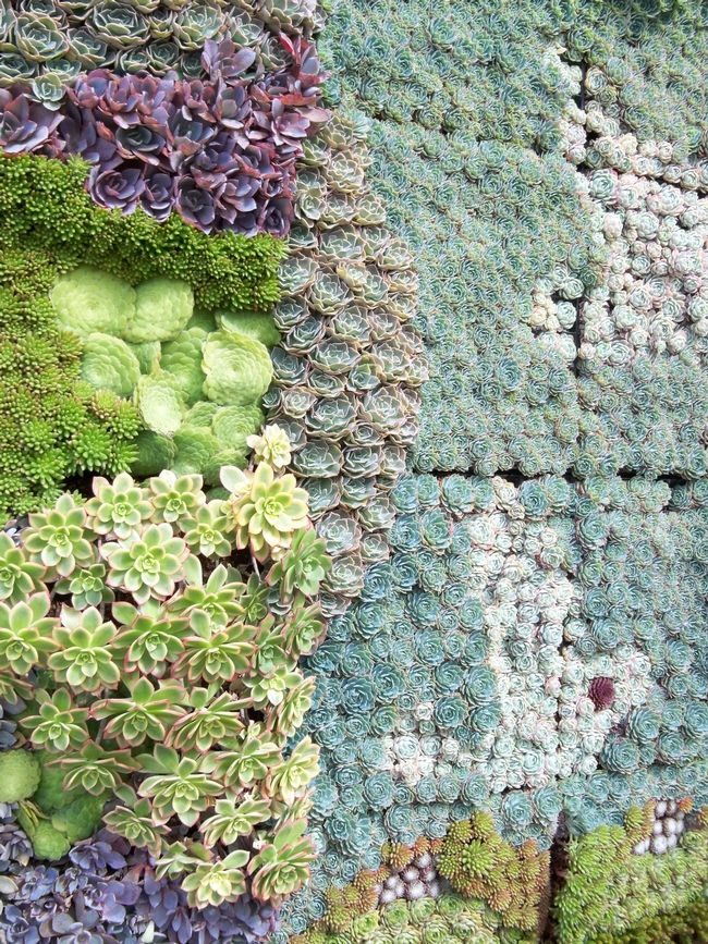 wall of succulent plants