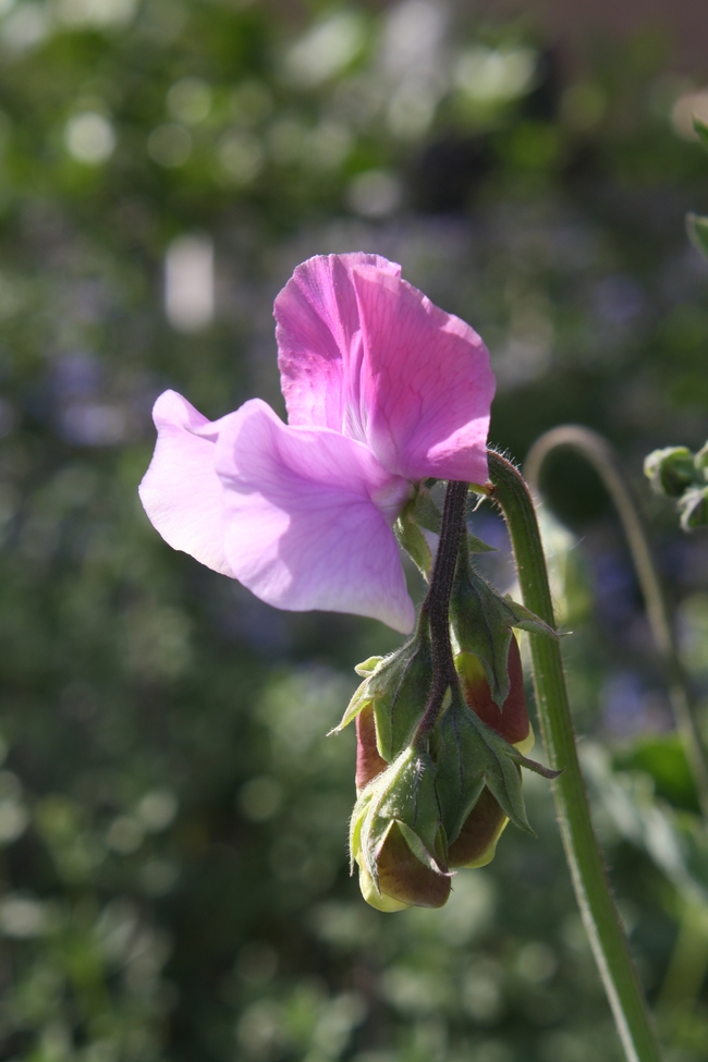 pink sweet pea, name unknown