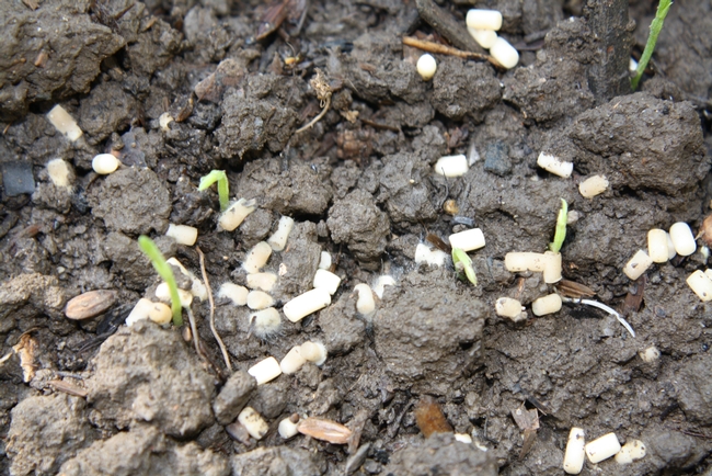 sweet pea seedlings breaking through soil