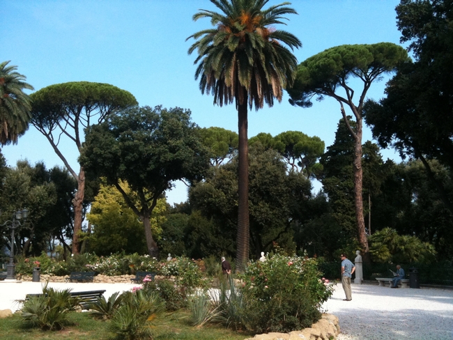 Two stone pines show off their umbrellalike good looks at the Villa Borghese public park in Rome.