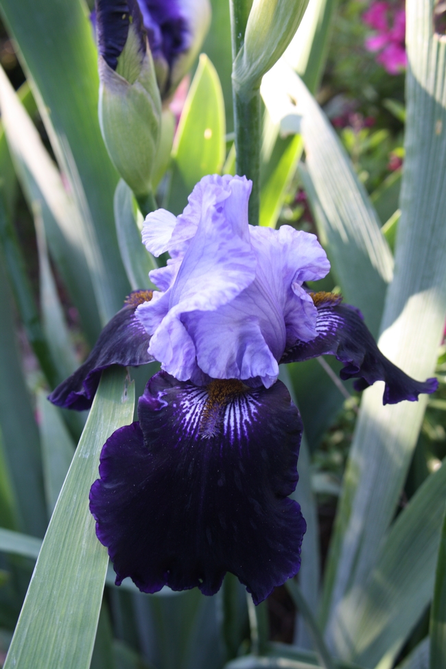 lavender and dark purple iris