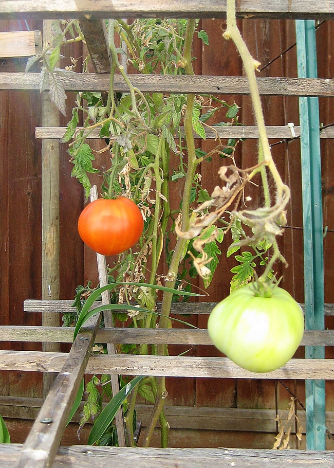tomato ripening in November