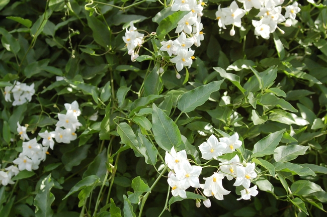 white flowers of white potato vine