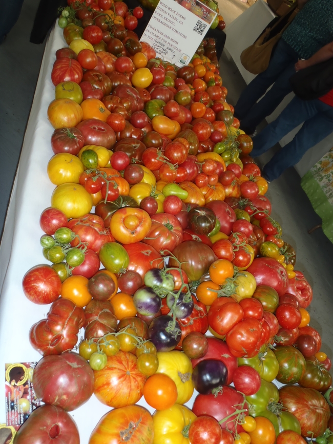 different varieties of tomatoes, note the color variations