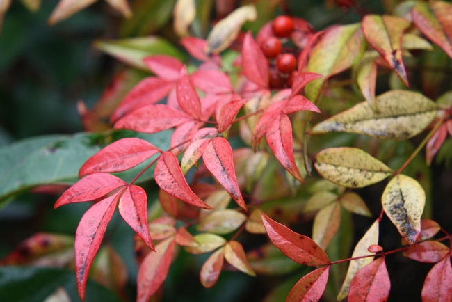 red colored foliage of nandina