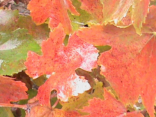 yellow, orange and red grape leaves