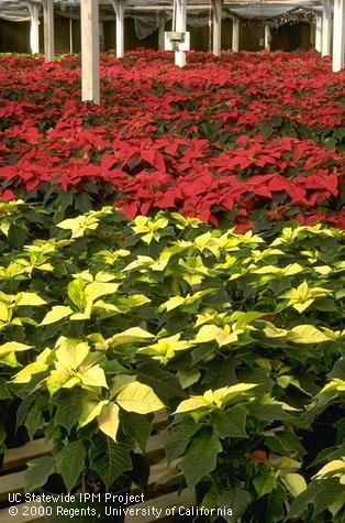 red and white poinsettias in greenhouse