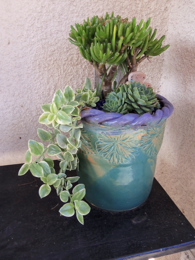 three succulents in a pot