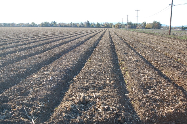 plowed earth field rows