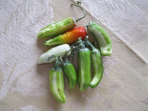 green peppers with milky variegation