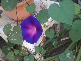 heart-shaped leaves and blue flowers of morning glory