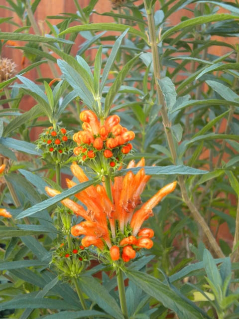 orange, fuzzy flowers of Lion's Tail