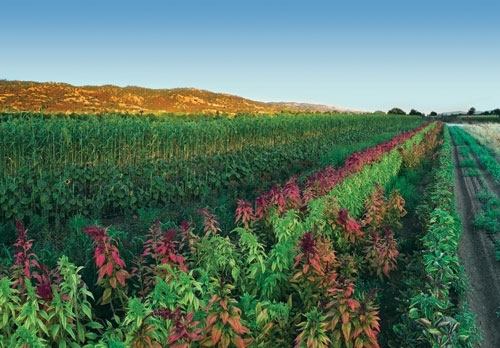 Mezclar cultivos ayuda a promover la biodiversidad, como este cultivo de amaranto, girasoles y sorgo en la granja Fully Belly, de Guinda, California. Fotografía por: Paul Kirchner Studios