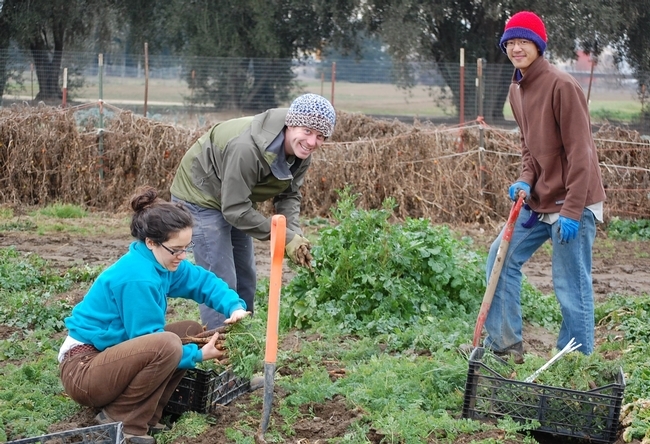 Sara Kosoff, Anthoy Waldrop y Eric Lynn cosechan zanahorias en la Granja de Estudiantes de UC Davis.