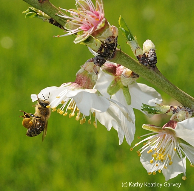 Una abeja extrae polen de una flor de almendro en las instalaciones Harry H. Laidlaw Jr. de Investigación de Apícola, en UC Davis. (Fotografía por Kathy Keatley Garvey)