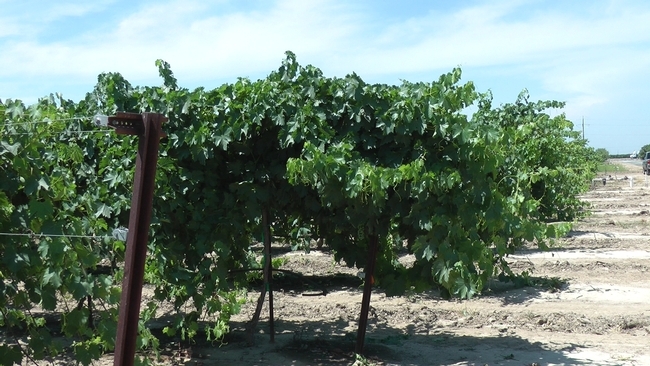 Uvas de vino son cultivadas en el Centro de Investigación Agrícola y Extensión UC Kearney.