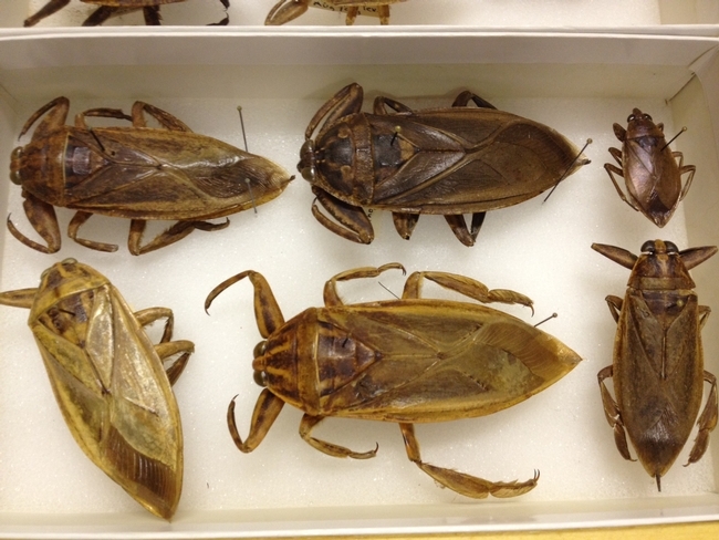 La foto muestra chinches de agua mantenidas en el Museo de Investigación Entomológica en UC Riverside. Las chiches de agua se comen.