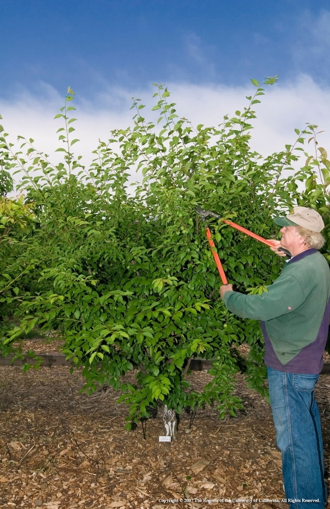 Phil Damewood, ex jardinero maestro del condado de Sacramento, poda un arbusto de frutas.