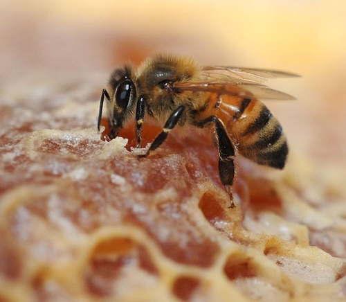 HoneyBee