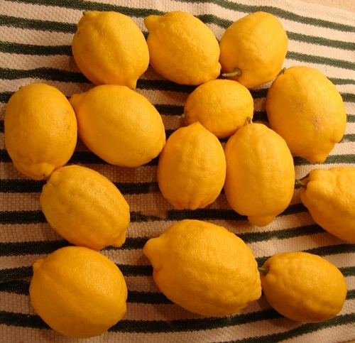 Lemon-1