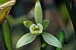 Flor de vainilla verde pálido