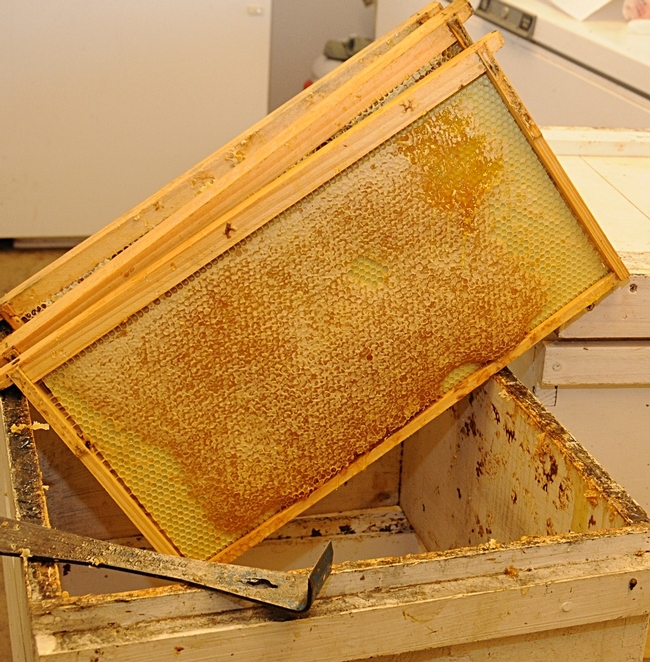 Un panel de miel de las Instalaciones de Investigación Harry H. Laidlaw Jr. de Abejas de Miel en UC Davis. (Foto por Kathy Keatley Garvey).