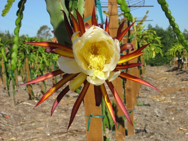 Una planta de pitaya florece en el Centro de Investigación y Extensión de UC para la Costa Oeste. (Foto por Shermain Hardesty)