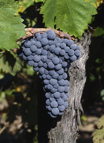 The UC Davis Zinfandel Heritage Vineyard at Oakville Station is a vibrant museum of the zinfandel grape.