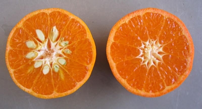 Nearly seedless Tango (left) and its antecedent W. Murcott.
