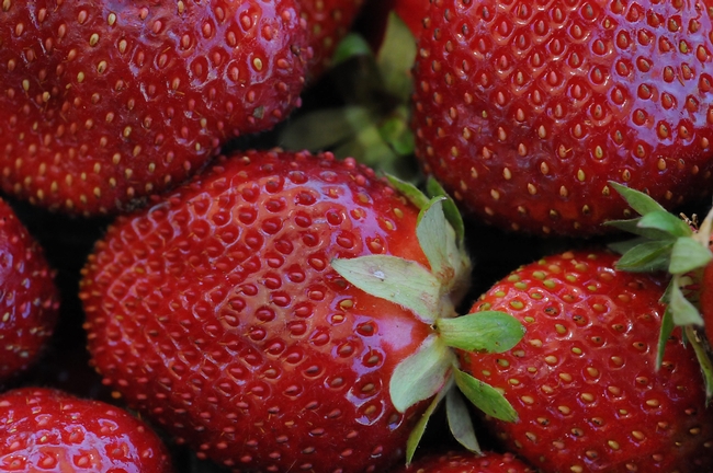 Close-up of ripe strawberries. Photo by Kathy Keatley Garvey.