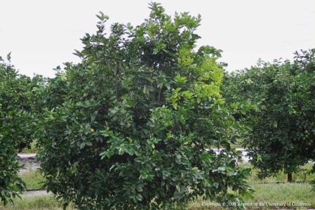 This citrus tree's leaves are yellowing due to huanglongbing.