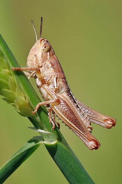 Young grasshopper on grass stalk. (Photo: Wikimedia Commons)