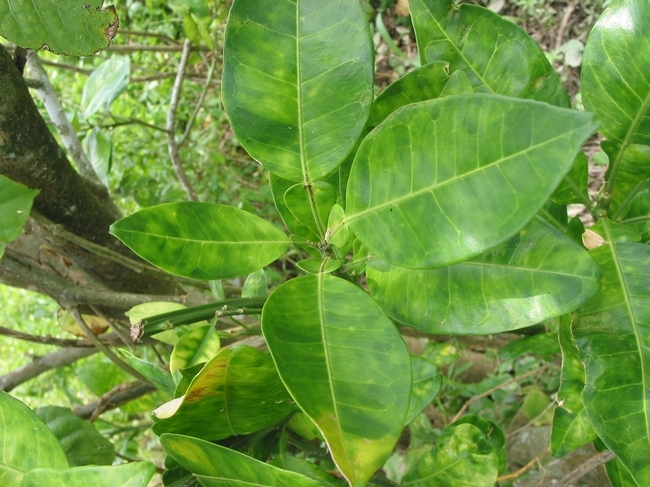 HLB-infected citrus leaves.
