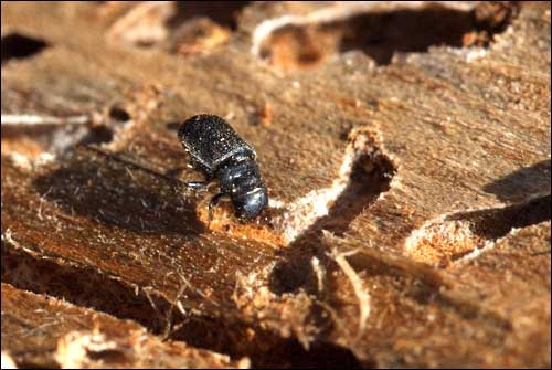 Mountain pine beetle (Photo: U.S. Forest Service)
