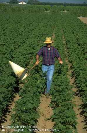 Pete Goodell, UC Cooperative Extension advisor, sweeps a cotton field to monitor insects.